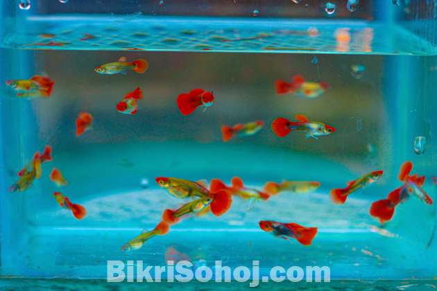 গাপ্পি মাছ